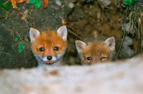 Znalezione obrazy dla zapytania młode lisy