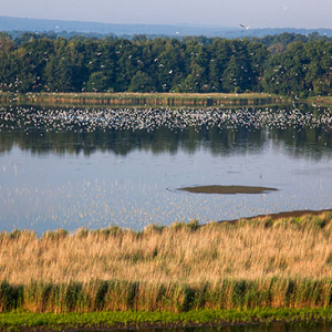 Milicz, Rezerwat Przyrody Stawy Milickie. EU, Pl, Dolnoslaskie. Lotnicze.