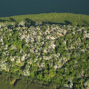 LOTNICZE. Warm-Maz. Rezerwat j. Dobskie, Wyspa Kormoranow.