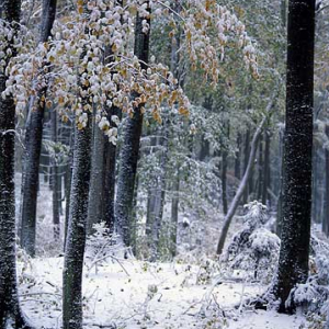 las 031651 las drzewa drzewo jesien zima buk dia 645 diapozytyw europa fot. Wojciech Wojcik polska pion pejzaz dzien  65