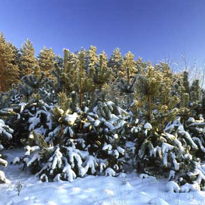 drzewo sosna las snieg zima dzien poziom polska fot. Wojciech Wojcik europa diapozytyw dia 645 zima d031054  50