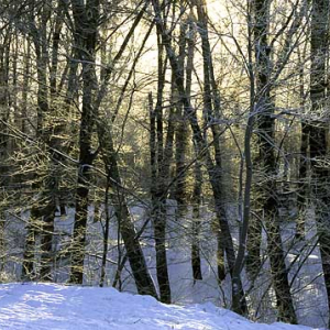 drzewo brzoza las snieg zima dzien pejzaz poziom polska fot. Wojciech Wojcik europa diapozytyw dia 645 zima d031079  67