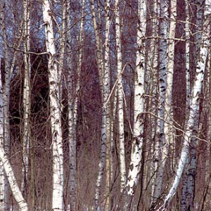 drzewo dia 135 diapozytyw pion las aura snieg zima zima m0401226  47