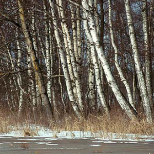 drzewo dia 135 diapozytyw poziom las aura snieg zima zima m0401236  39