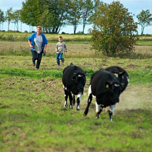 Kobieta napędzająca krowy