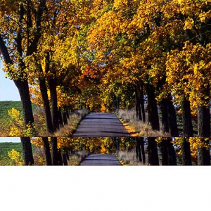 pejzaz widok jesien  polska fot. Wojciech Wojcik europa dia poziom liscie drzewa pory roku pora roku  jesien 030985d  34