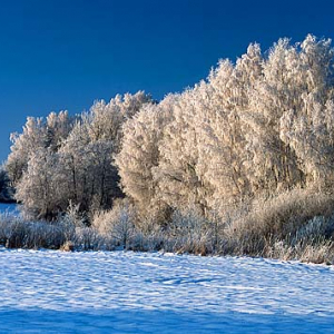 zima snieg  pejzaz widok 060005d polska europa fot. Wojciech Wojcik mroz warminsko-mazurskie warminsko mazurskie warmia mazury mazury dia 645 poziom blekit niebo szadz szron drzewo drzewa zima snieg pora roku pejzaz  58