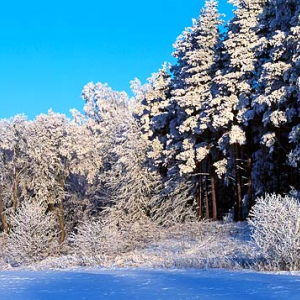 zima snieg  pejzaz widok 060006d polska europa fot. Wojciech Wojcik mroz warminsko-mazurskie warminsko mazurskie warmia mazury mazury dia 645 poziom lod szadz szron drzewo drzewa zima snieg pora roku pejzaz  42