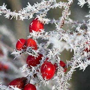 060009 tylko cyfrowo srodowisko rosliny roslina przyroda natura flora polska fot. Wojciech Wojcik europa  dzien poziom czrwien owoce rozy roza mroz szron szadz snieg zima  88