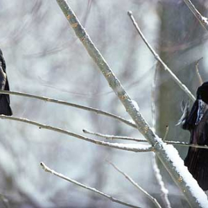 zima snieg  pejzaz widok fot. Wojciech Wojcik dia 135 polska europa dia poziom przyroda natura ptaki gawron kawka-678 zima ptak zwierzeta srodowisko natura  fauna kawka gawron  70