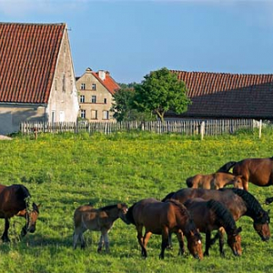Konie na pastwisku we wsi Piotraszewo.