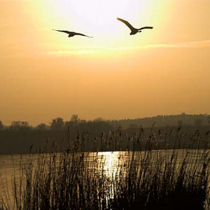 Jezioro, labedzie.