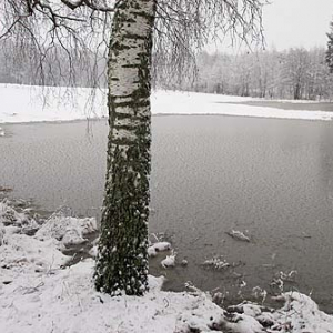 zima drzewo, woda staw, jezioro pejzaz, widok, pora roku, pory roku poziom europa fot. Wojciech Wojcik pion polska tylko cyfrowo www.fotowojcik.pl  93