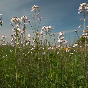 Rzezucha lakowa (cardamine pratensis)