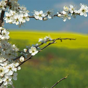 Sliwa tarnina (prunus spinosa)