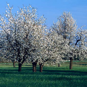 Kwitnąca jabłoń