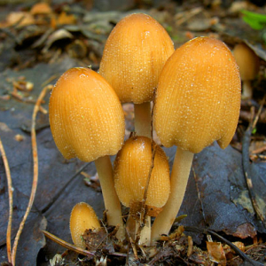 Czernidlak blyszczacy; Coprinus micaceus; gatunek; grzyb; podstawczaki.