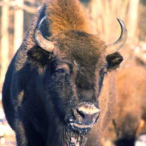 Białowieski Park Narodowy. Żubry.