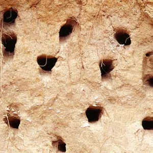 Nory jaskółki brzegówki