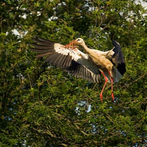 Bocian biały w trakcie lotu