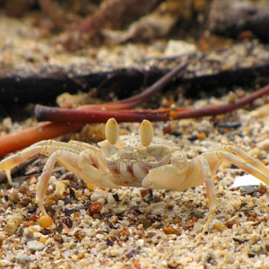 Krab; skorupiaki, dziesiecionogi, Filipiny; Palawan;  Morze Poludniowochinskie.