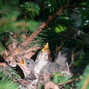 Pisketa pokrzewki w Gniezdzie.
