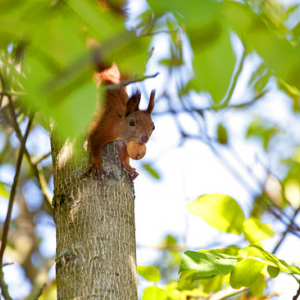 Wiewiorka pospolita (sciurus vulgaris). EU, Pl, Warm-Maz.