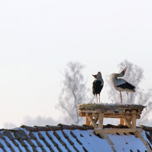 Bocian biaĹ‚y (Ciconia ciconia). 04-04-3013 r.