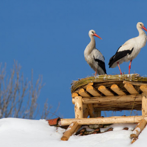 Bocian biaĹ‚y (Ciconia ciconia). 04-04-3013 r.
