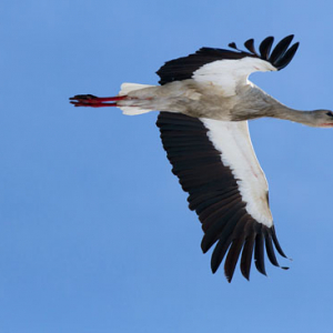 Bocian biaĹ‚y (Ciconia ciconia).