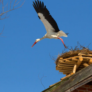 Bocian biaĹ‚y (Ciconia ciconia).