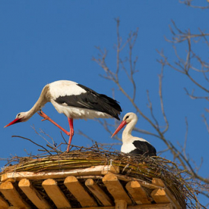 Bocian biaĹ‚y (Ciconia ciconia).