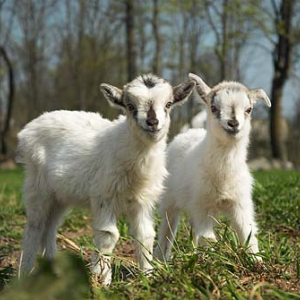 _W060314 Kozy w Hańczy.