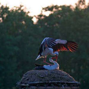 Kopulujące bociany w gnieździe
