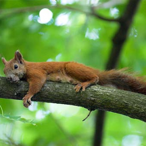 Odpoczywająca wiewiórka pospolita (Sciurus vulgaris)