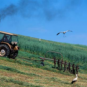 Żerujące bociany przy koszonej trawie