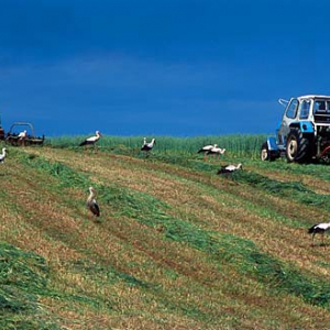 Żerujące bociany przy koszonej trawie