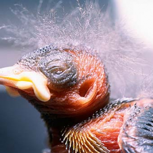 Sikorka bogatka, pisklęta