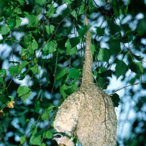 Remiz przy swim gnieździe.