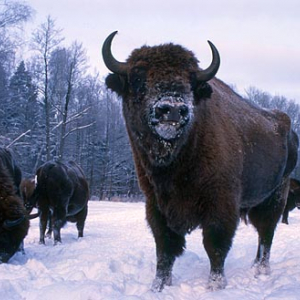 Żubry. Puszcza Piska