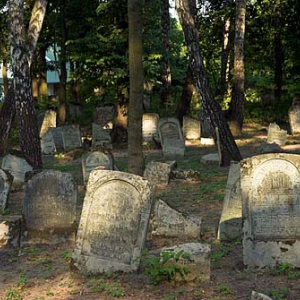 Macwy na cmentarzu żydowskim w Szczebrzeszynie