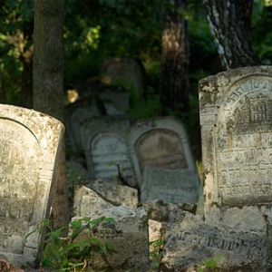 Macwy na cmentarzu żydowskim w Szczebrzeszynie