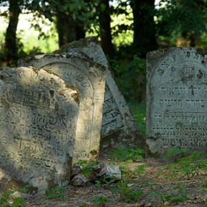 Macwy na cmentarzu żydowskim w Szczebrzeszynie