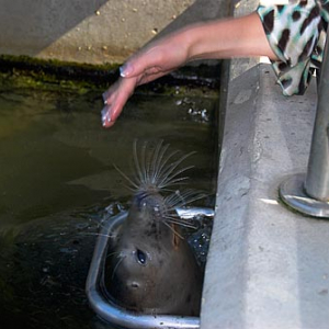 Pomorskie, Hel. Stacja Morska Instytutu Oceanografii Uniwersytetu Gdanskiego-Fokarium.