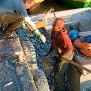 Warm-Maz. Frombork, zaladunek ryby w porcie rybackim