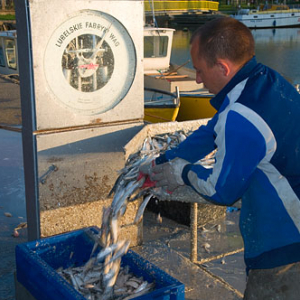 Warm-Maz. Frombork, zaladunek ryby w porcie rybackim