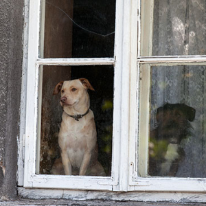 Lipno, psy w oknie spogladaja na ulice. EU, PL, Kujaw-Pom.