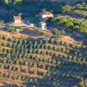 Gaj oliwny w okolicy Viciomaggio. EU, Italia, Toskania. LOTNICZE.
