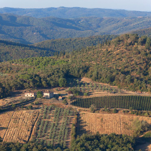 Sady oliwne w okolicy Pergine Valdarno. EU, Italia, Toskania. LOTNICZE.