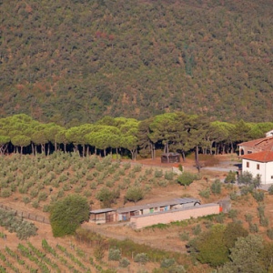 Apeniny, sad oliwny w okolicy San Pancrazio. EU, Italia, Toskania. LOTNICZE.
